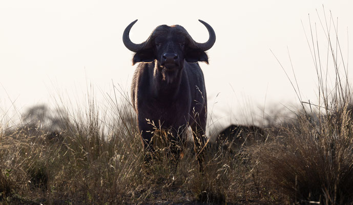 Afrika - Botswana - Wasserbüffel
