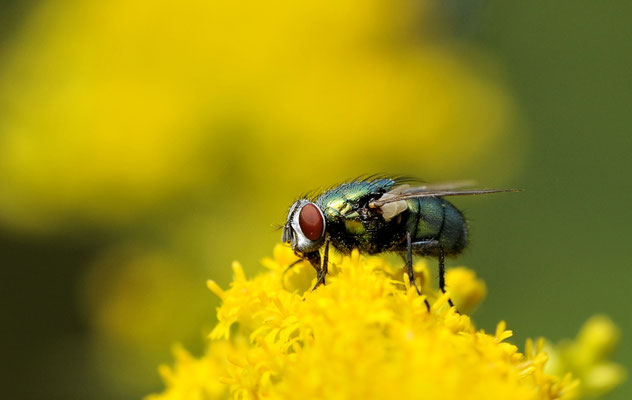 Fliege