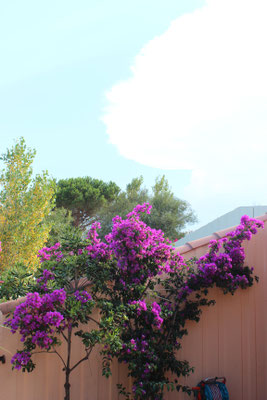 Bougainvillea