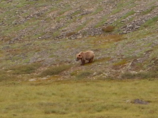 Grizzly