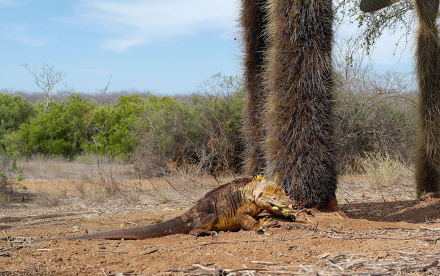 Land Iguana