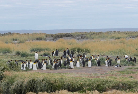 Königspinguine