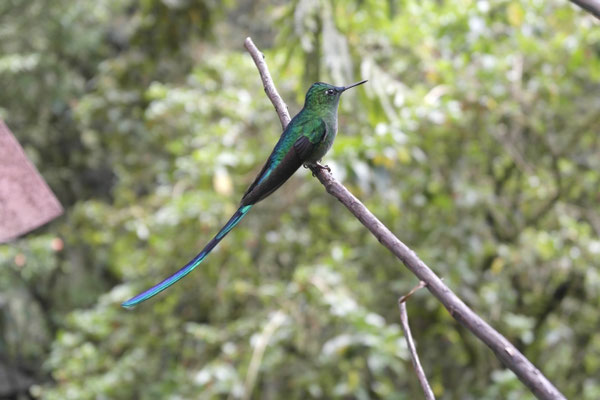 Farbenfrohe Kolibris