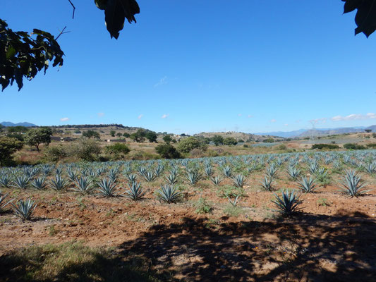 Vorstufe des Tequilas