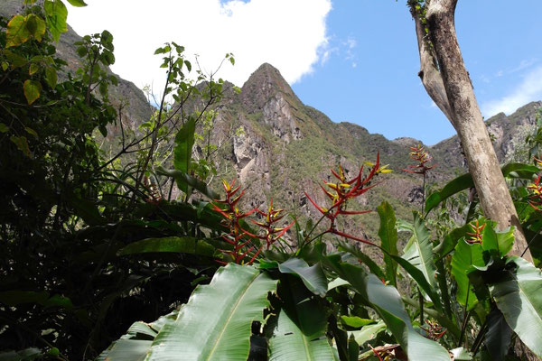 tropische Pflanzen unterhalb des Machu Picchu