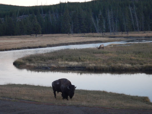 Herr Hirsch und Bison