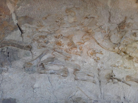 Dinosaur NM