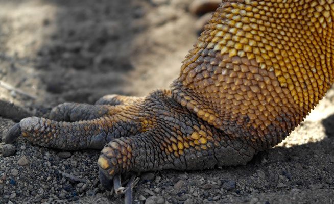 Iguanafüessli