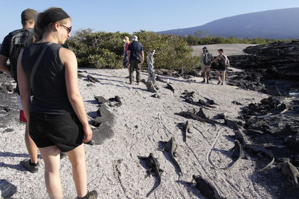 es wimmelt von Marine Iguanas
