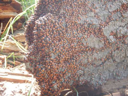 Ladybugs...