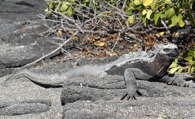 Marine Iguanas