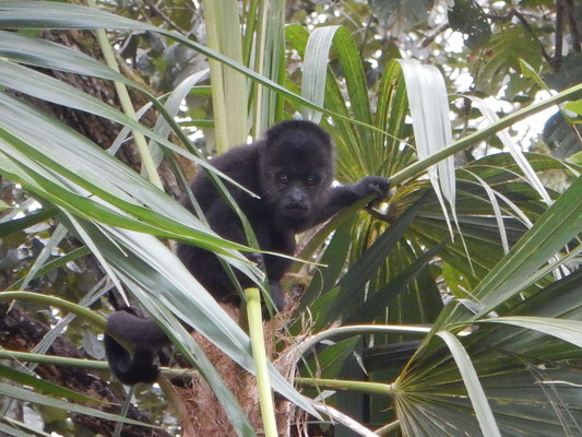 Baboon Sanctuary