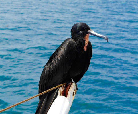 kackender Fregattvogel