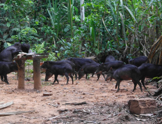 Wildschweine