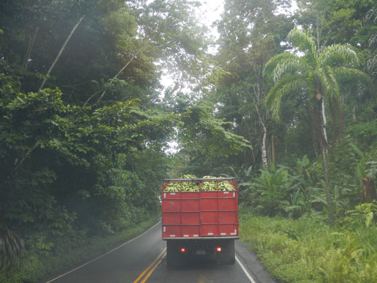 Bananen, Bananen und nochmals Bananen. Willkommen in der "Bananenrepublik" Panama