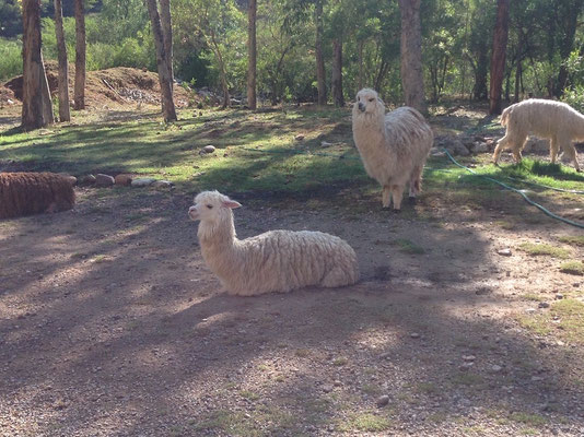 Alpaca