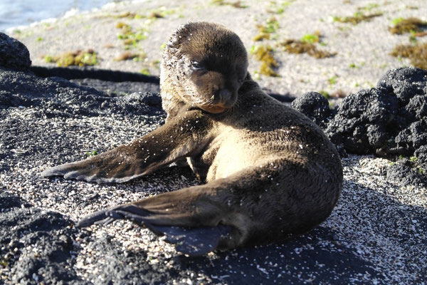 Baby Seelöwe