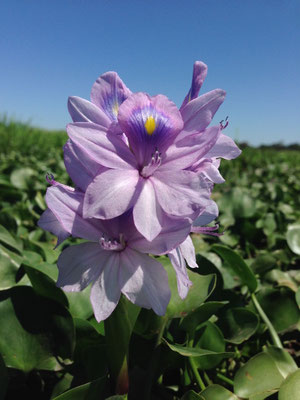 immerhin schöne Blumen haben wir entdeckt
