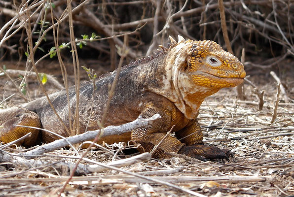 Land Iguana