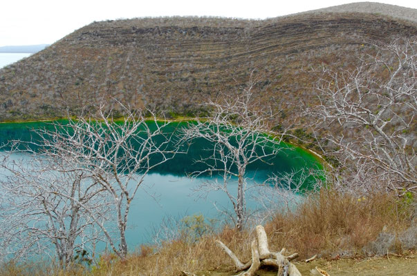 Lagune bei Tagus Cove