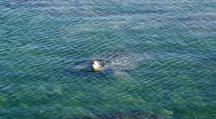 Wasserschildkröte am Luft schnappen