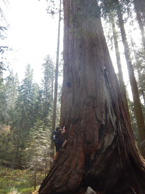 Prächtiger Sequoia
