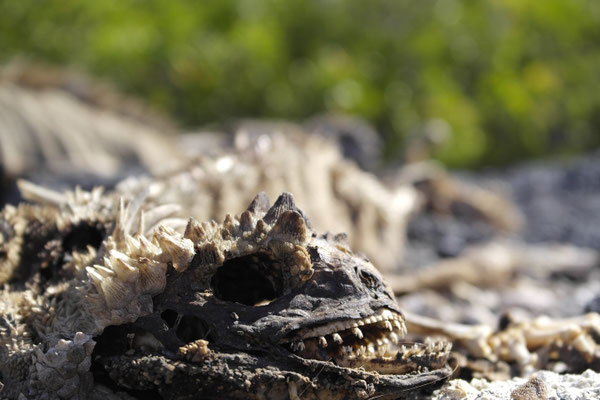 toter Marine Iguana