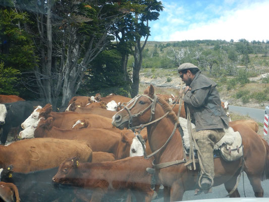 Gaucho/Cowboy