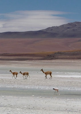 Vicuñas
