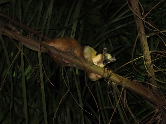 Nasenbär auf Baum