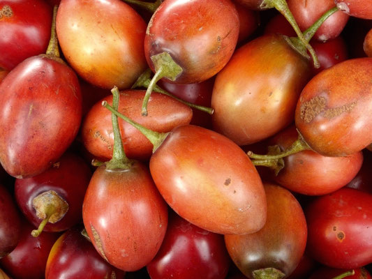 Baumtomaten