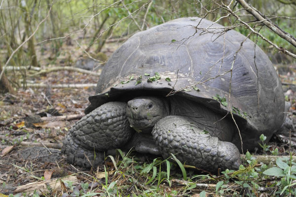 Galápagos Riesenschildkröten
