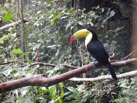 Belize Zoo