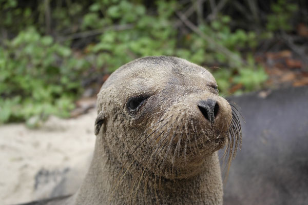 Seelöwe