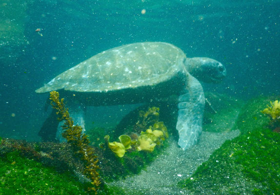 Wasserschildkröte