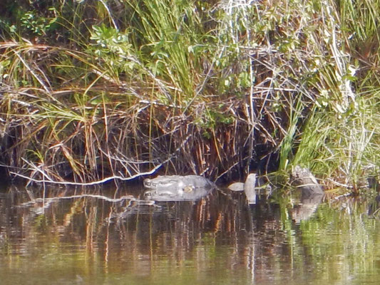 Cocodrilos im Fluss