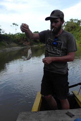 Piraña am Haken