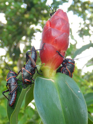 Bunte Heuschrecken