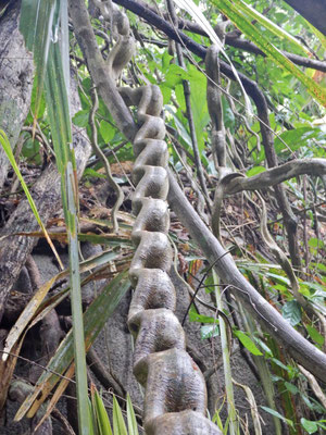 Tayrona NP