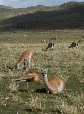 Guanacos