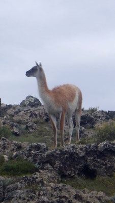 Guanaco