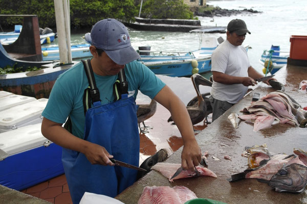 Fischmarkt mit Seelöwen und Pelikanen