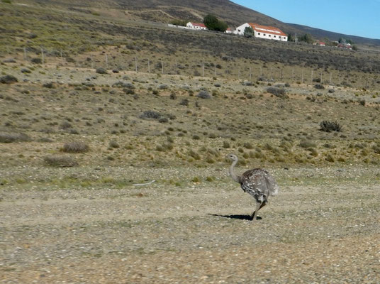 Laufvogel Ñandu