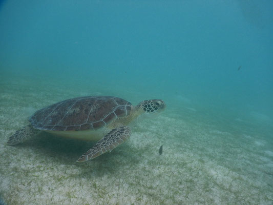 Unzählige Schildkröten in Akkumal