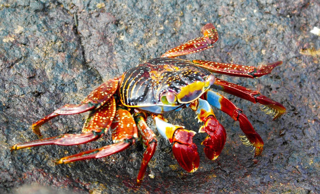 Mr. Crabs