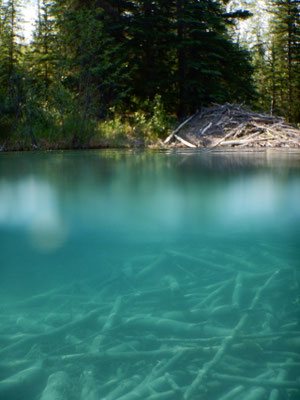 Unterwasser Biberbau
