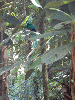 Wunderschöne Quetzales