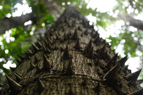 stacheliger Baum