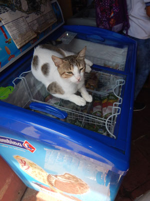 Sogar der Katze ist es zu heiss, da kommt die Gefriertruhe gerade gelegen ;-)