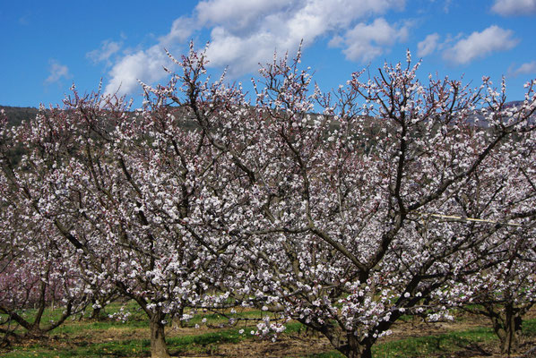 Champs de pêchers au printemps